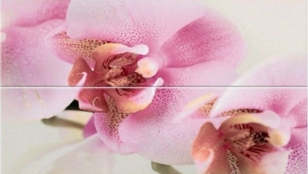 Orquidea (Орхидэя)