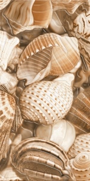 Sea Breeze Shells Е11421