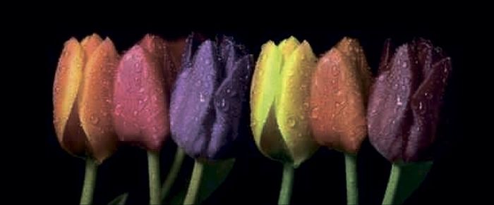 Rainbow Tulips (Реинбов Тулипс)